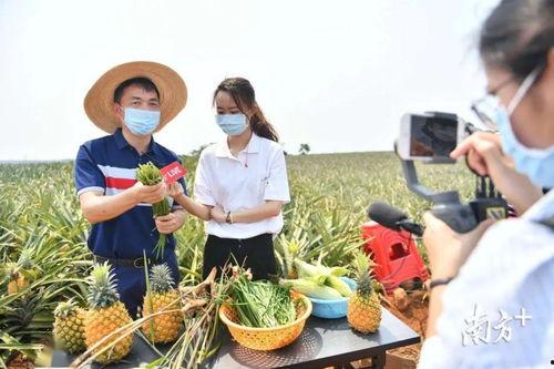 茄瓜今日收购价格行情,价格波动解析与市场动态一览