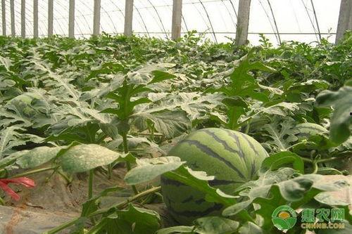 茄瓜今日收购价格行情,价格波动解析与市场动态一览