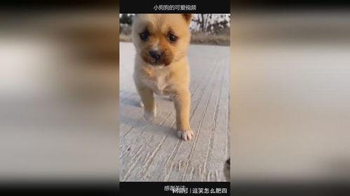 狗的视频,温馨瞬间捕捉