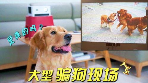 狗的视频,温馨瞬间捕捉