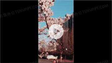 随风视频,揭秘随风视频的魅力与影响力
