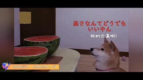 云顶黑喂狗吃瓜,黑喂狗吃瓜背后的故事与启示