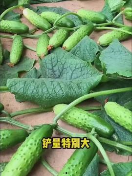 今日头条小红瓜,揭秘今日头条热门话题背后的故事