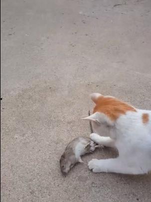 猫抓视频