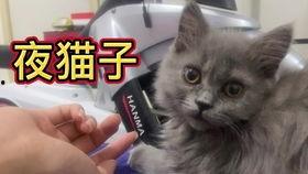 猫抓视频