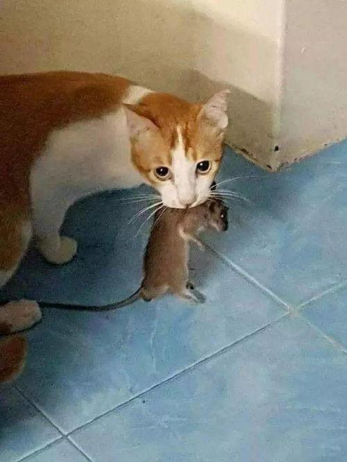 猫抓视频