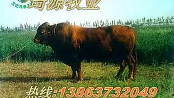 黄牛视频,流量变现的灰色产业链
