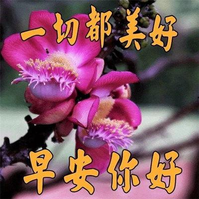 早上好视频图片加音乐,音乐唤醒美好早晨