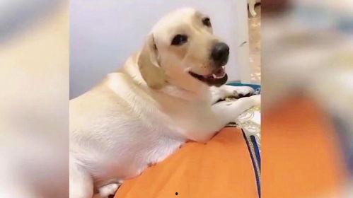 狗狗视频大全,欢乐瞬间，温馨瞬间，萌态百出