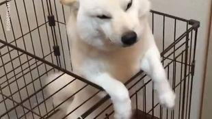 狗狗视频大全,欢乐瞬间，温馨瞬间，萌态百出