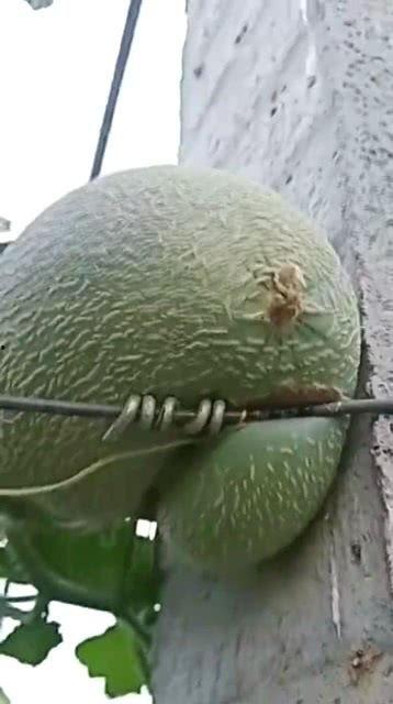 泸州哈密瓜今日价格,品质佳价优，市民抢购热潮涌动”