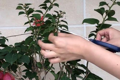 三角梅的修剪方法视频,视频教程精华概述
