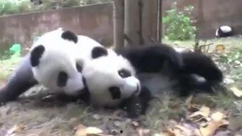 大熊猫视频大全,萌态百态，探秘国宝生活