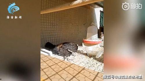 公鸡打鸣视频,清晨唤醒自然的动人旋律
