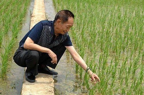 吃瓜爆料袁隆平是真的吗,吃瓜爆料背后的真实故事