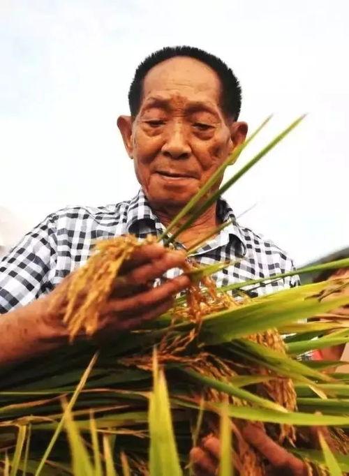 吃瓜爆料袁隆平是真的吗,吃瓜爆料背后的真实故事