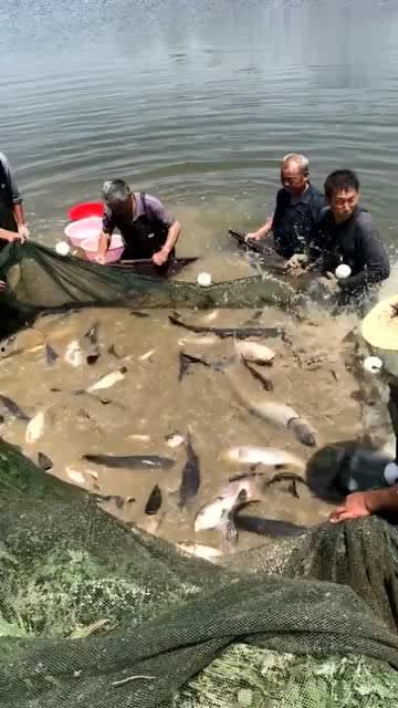 抓鱼视频,揭秘海洋生态的奇妙世界