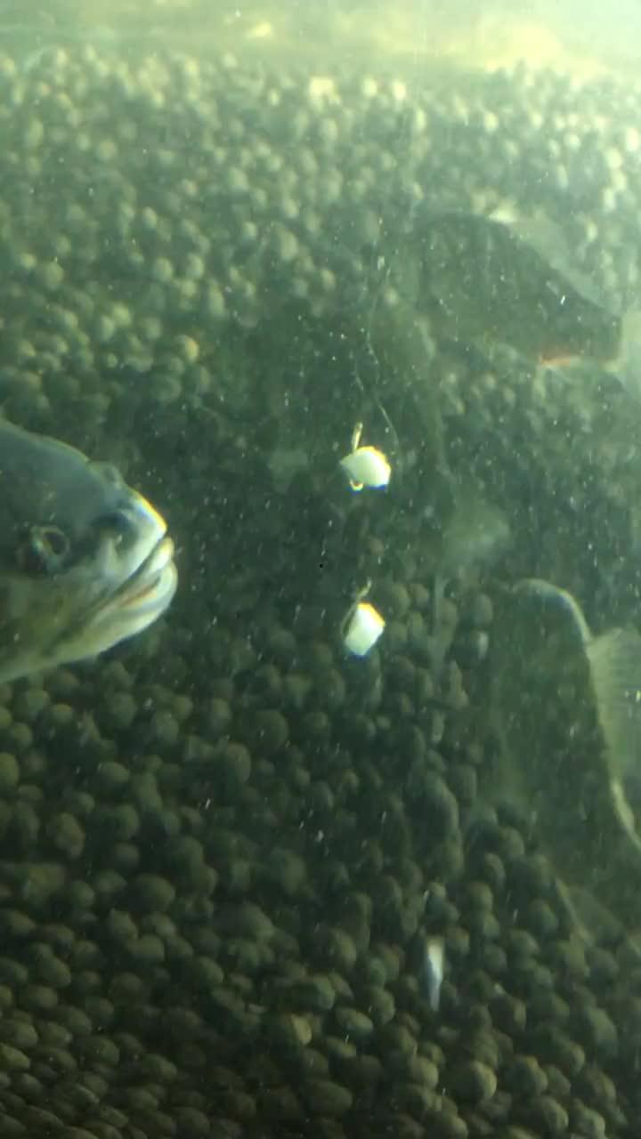 视频鱼,探索海洋生物的奇妙世界