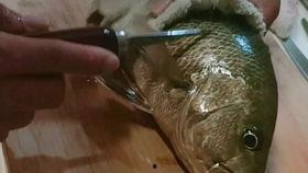 视频鱼,探索海洋生物的奇妙世界