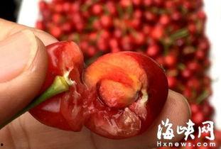 樱桃视频在线观看,畅享在线视听盛宴，尽在指尖