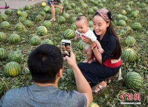 吃瓜爆料瓜田,吃瓜爆料背后的真相与趣味