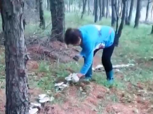 采蘑菇视频,跟随采蘑菇视频，体验大自然的馈赠