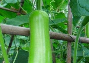 温州今日瓠瓜价格走势,波动中寻求平衡