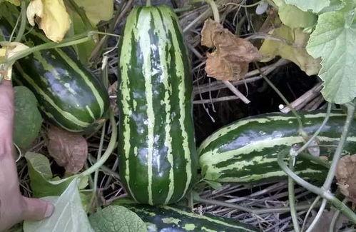 今日梢瓜价格,市场行情一览”