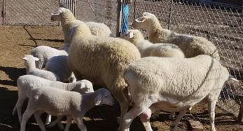 三只羊吃瓜爆料直播间视频,揭秘娱乐圈幕后故事