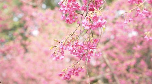 樱花视频网,探索无限精彩，畅享视听盛宴