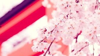 樱花视频网,探索无限精彩，畅享视听盛宴