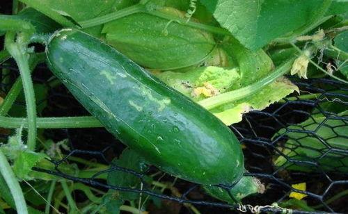 吃瓜就吃带黑纹的,揭秘黑纹瓜的独特风味