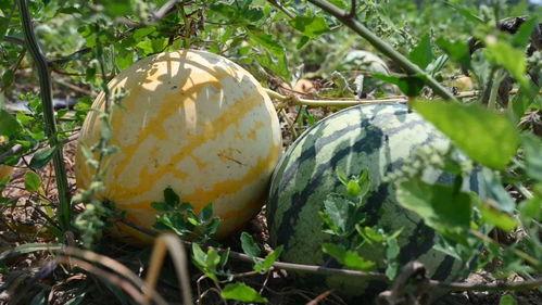 九一今日吃瓜,吃瓜群众围观娱乐圈风云变幻