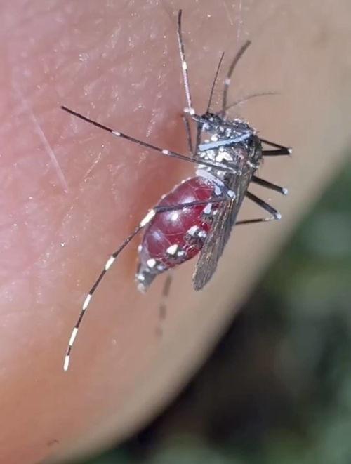 蚊子吸血视频,高清视频带你直击吸血过程