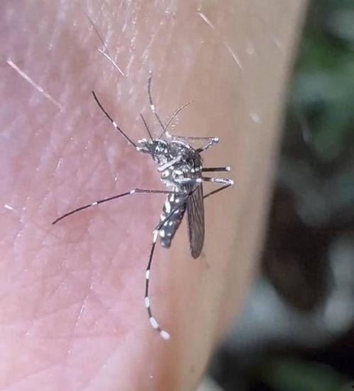 蚊子吸血视频,高清视频带你直击吸血过程