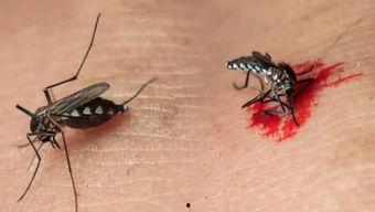 蚊子吸血视频,高清视频带你直击吸血过程