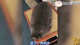 果子哥哥学车视频,轻松掌握驾驶技巧，新手快速上路攻略