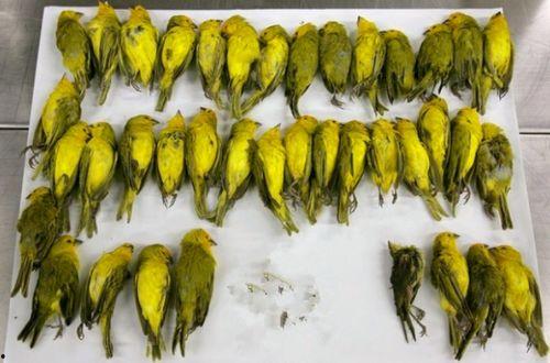 瓜鲁柳斯今日新闻,揭秘瓜鲁柳斯地区最新动态与热点事件