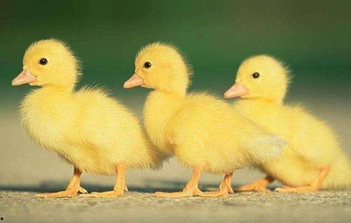 吃瓜爆料小黄鸭图片高清,吃瓜爆料小黄鸭背后的故事