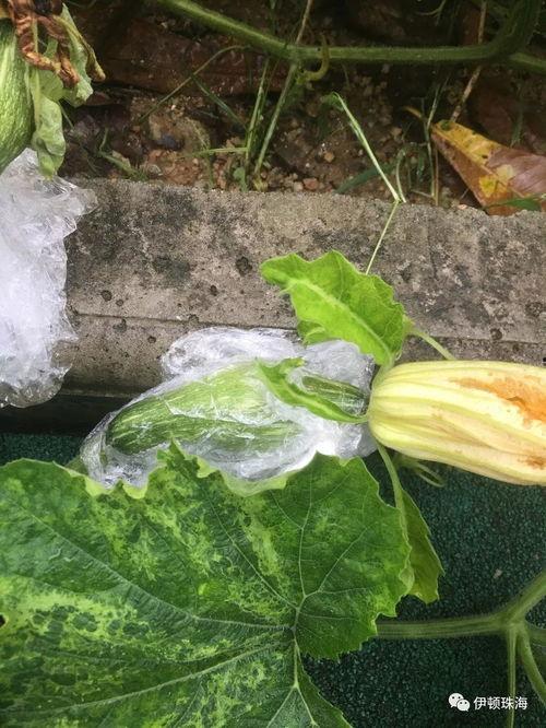 吃瓜南瓜被爆料怎么办啊,应对危机的应对策略全解析