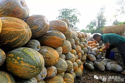 南部县吃瓜爆料,揭秘当地奇闻轶事