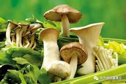 吃瓜爆料黑料蘑菇视频招商,招商风云录