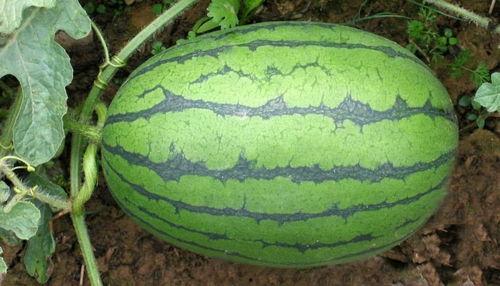 每日大赛吃瓜黑料老司机,吃瓜黑料，老司机带你领略幕后风云