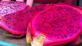 火龙果视频,揭秘热门短视频背后的魅力与影响力