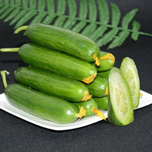 今日荷兰瓜的批发价,品质与价格的完美结合