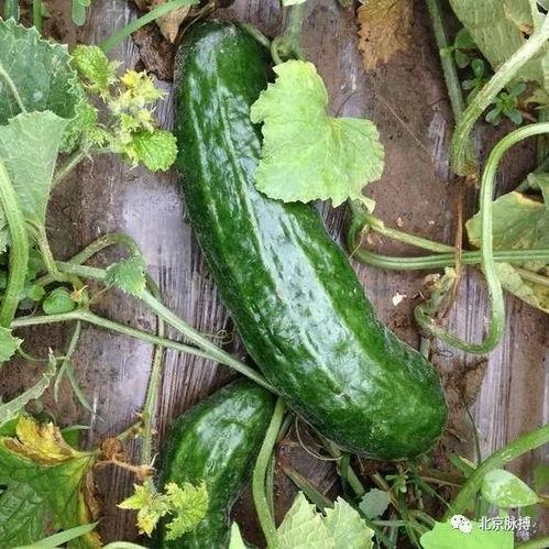 梢瓜批发价格今日,市场行情一览”