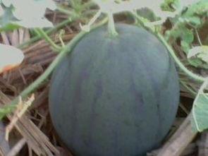 小麒麟瓜今日价格,市场行情一览