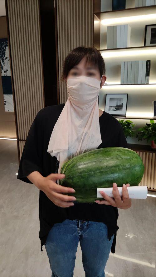 小麒麟瓜今日价格,市场行情一览