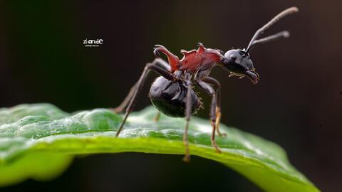 蚂蚁视频,探索短视频新潮流，引领内容创作新风向