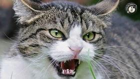 虎虎视频,探索精彩瞬间，捕捉生活点滴